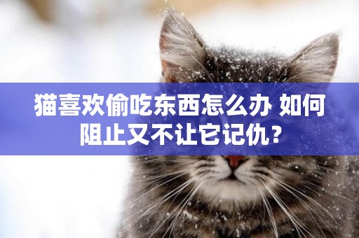 貓喜歡偷吃東西怎么辦 如何阻止又不讓它記仇？