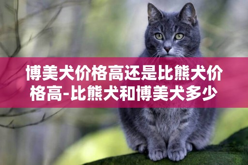 博美犬價格高還是比熊犬價格高-比熊犬和博美犬多少錢