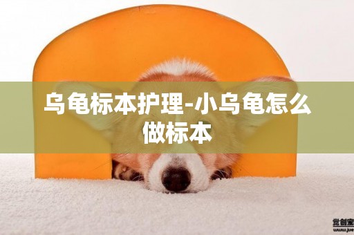 烏龜標本護理-小烏龜怎么做標本