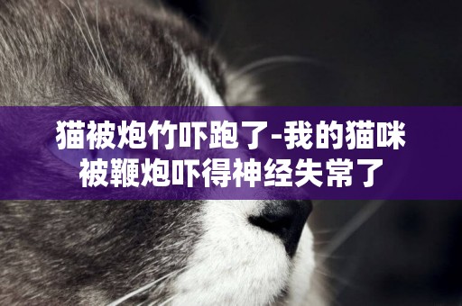 貓被炮竹嚇跑了-我的貓咪被鞭炮嚇得神經失常了