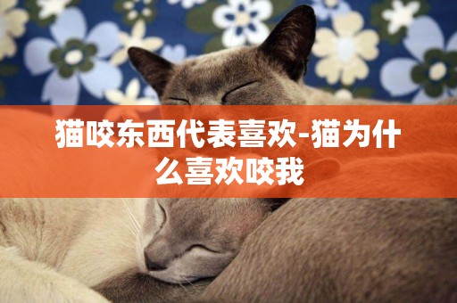 貓咬東西代表喜歡-貓為什么喜歡咬我