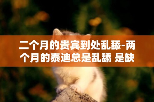 二個月的貴賓到處亂舔-兩個月的泰迪總是亂舔 是缺東西嗎