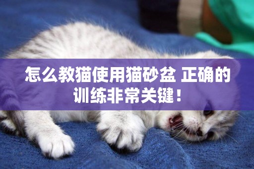 怎么教貓使用貓砂盆 正確的訓練非常關鍵！
