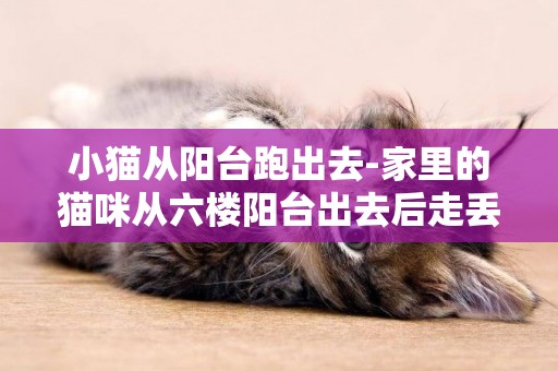 小貓從陽臺跑出去-家里的貓咪從六樓陽臺出去后走丟了怎么辦