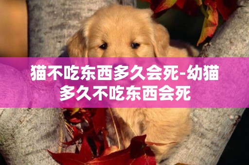 貓不吃東西多久會死-幼貓多久不吃東西會死