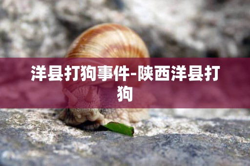 洋縣打狗事件-陜西洋縣打狗