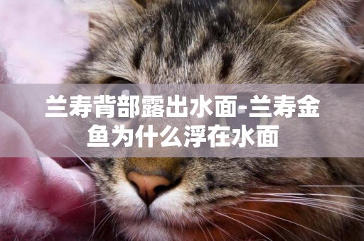 蘭壽背部露出水面-蘭壽金魚為什么浮在水面