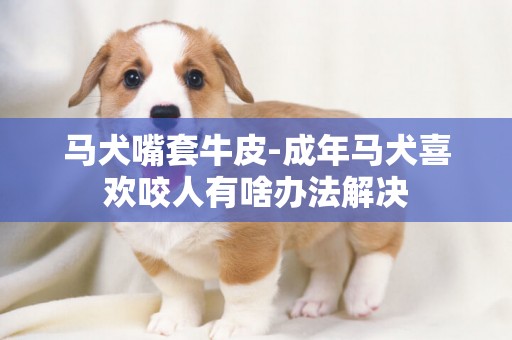 馬犬嘴套牛皮-成年馬犬喜歡咬人有啥辦法解決