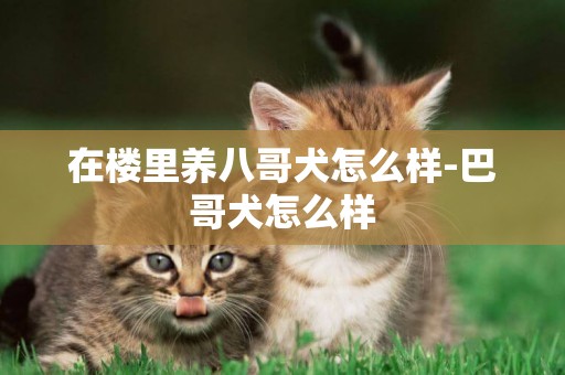 在樓里養八哥犬怎么樣-巴哥犬怎么樣