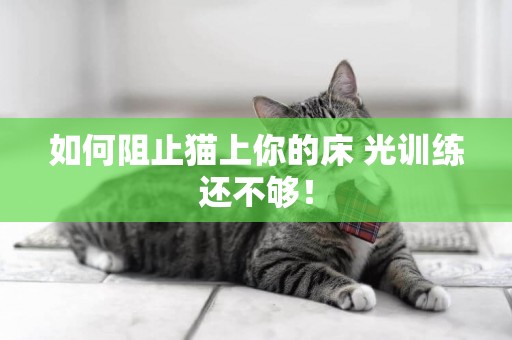 如何阻止貓上你的床 光訓練還不夠！