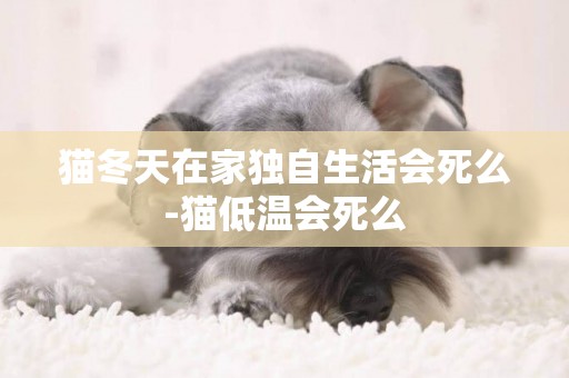 貓冬天在家獨自生活會死么-貓低溫會死么
