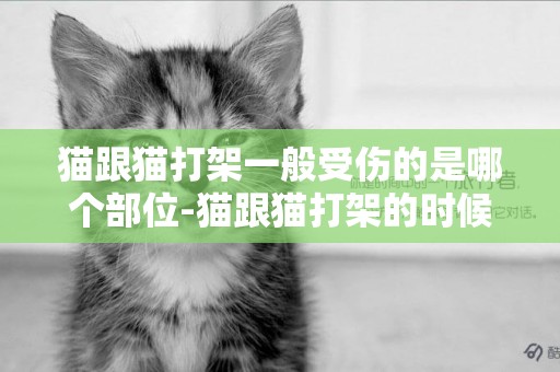 貓跟貓打架一般受傷的是哪個部位-貓跟貓打架的時候腿被咬傷怎么辦！