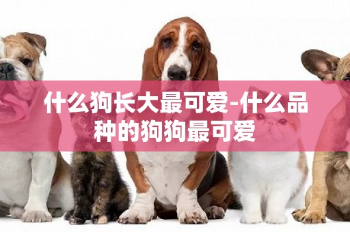 什么狗長大最可愛-什么品種的狗狗最可愛
