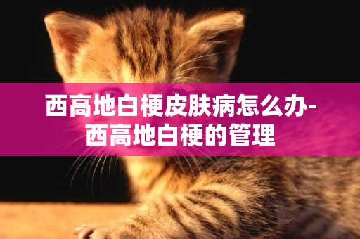 西高地白梗皮膚病怎么辦-西高地白梗的管理