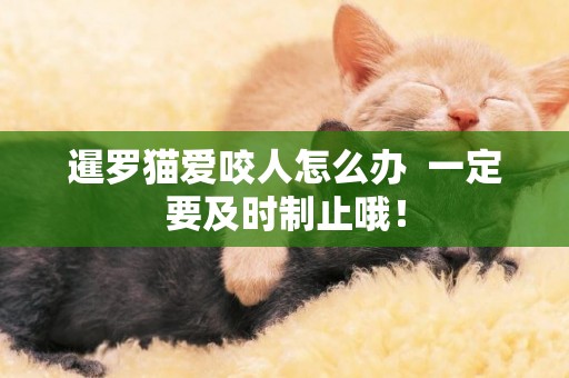 暹羅貓愛咬人怎么辦  一定要及時制止哦！