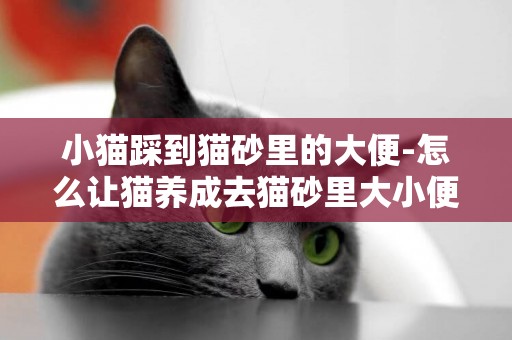 小貓踩到貓砂里的大便-怎么讓貓養成去貓砂里大小便的習慣啊