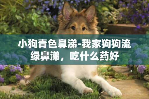 小狗青色鼻涕-我家狗狗流綠鼻涕，吃什么藥好