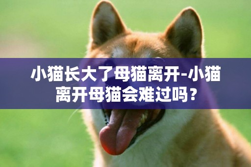 小貓長大了母貓離開-小貓離開母貓會難過嗎？
