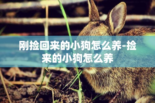 剛撿回來的小狗怎么養-撿來的小狗怎么養