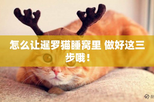 怎么讓暹羅貓睡窩里 做好這三步哦！