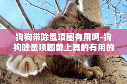 狗狗帶除虱項圈有用嗎-狗狗除蚤項圈戴上真的有用的嗎?