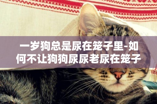 一歲狗總是尿在籠子里-如何不讓狗狗尿尿老尿在籠子里？