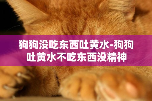 狗狗沒吃東西吐黃水-狗狗吐黃水不吃東西沒精神
