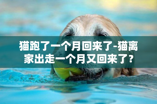 貓跑了一個月回來了-貓離家出走一個月又回來了？