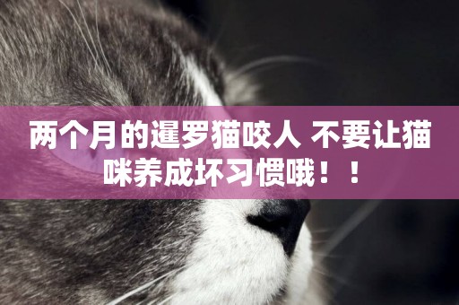 兩個月的暹羅貓咬人 不要讓貓咪養成壞習慣哦！！
