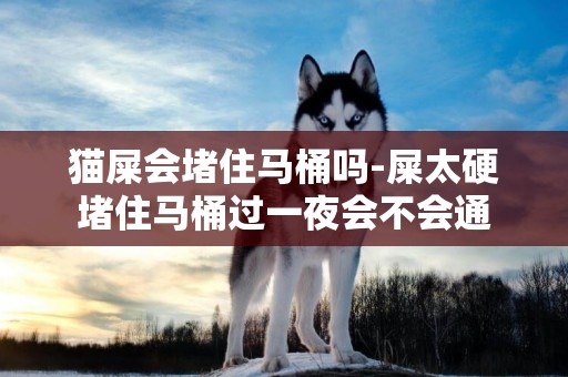 貓屎會堵住馬桶嗎-屎太硬堵住馬桶過一夜會不會通