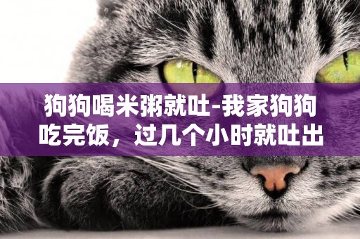 狗狗喝米粥就吐-我家狗狗吃完飯，過幾個小時就吐出來怎么辦？