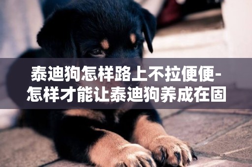 泰迪狗怎樣路上不拉便便-怎樣才能讓泰迪狗養成在固定地方拉大便的習慣？