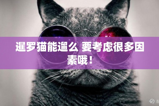 暹羅貓能遛么 要考慮很多因素哦！