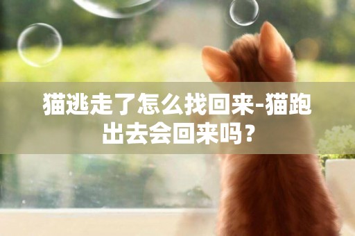 貓逃走了怎么找回來-貓跑出去會回來嗎？