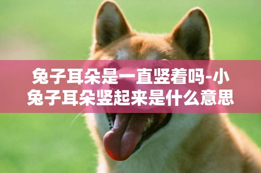 兔子耳朵是一直豎著嗎-小兔子耳朵豎起來是什么意思