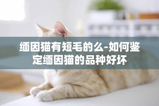 緬因貓有短毛的么-如何鑒定緬因貓的品種好壞