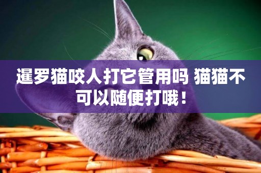 暹羅貓咬人打它管用嗎 貓貓不可以隨便打哦！