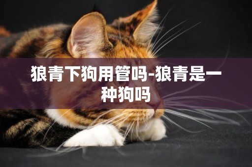狼青下狗用管嗎-狼青是一種狗嗎