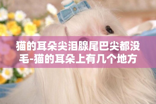 貓的耳朵尖淚腺尾巴尖都沒毛-貓的耳朵上有幾個地方沒毛，是不是貓癬啊