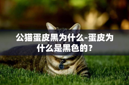 公貓蛋皮黑為什么-蛋皮為什么是黑色的？