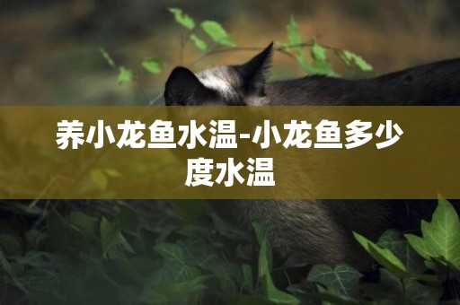 養小龍魚水溫-小龍魚多少度水溫