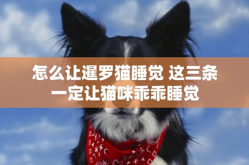 怎么讓暹羅貓睡覺 這三條一定讓貓咪乖乖睡覺