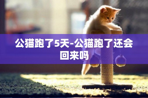 公貓跑了5天-公貓跑了還會回來嗎