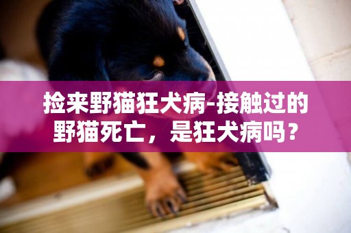 撿來野貓狂犬病-接觸過的野貓死亡，是狂犬病嗎？
