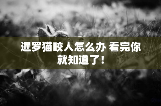 暹羅貓咬人怎么辦 看完你就知道了！