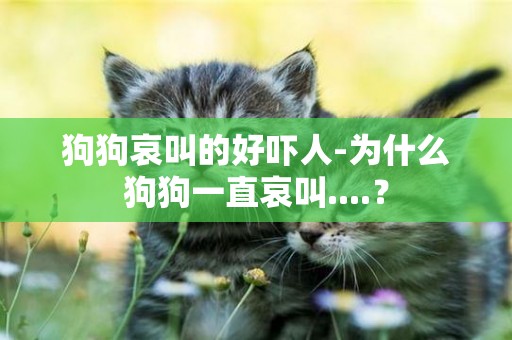 狗狗哀叫的好嚇人-為什么狗狗一直哀叫....？