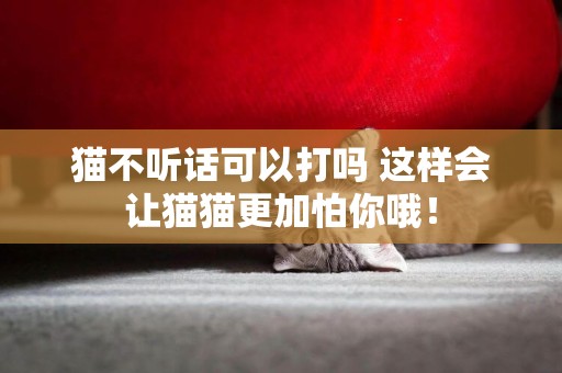 貓不聽話可以打嗎 這樣會讓貓貓更加怕你哦！