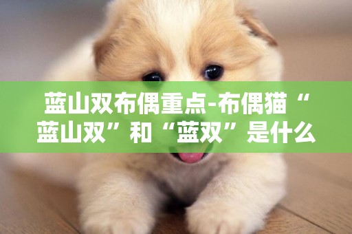 藍山雙布偶重點-布偶貓“藍山雙”和“藍雙”是什么意思？有什么區別？