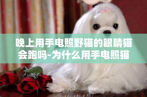 晚上用手電照野貓的眼睛貓會跑嗎-為什么用手電照貓的眼睛會閃閃發光