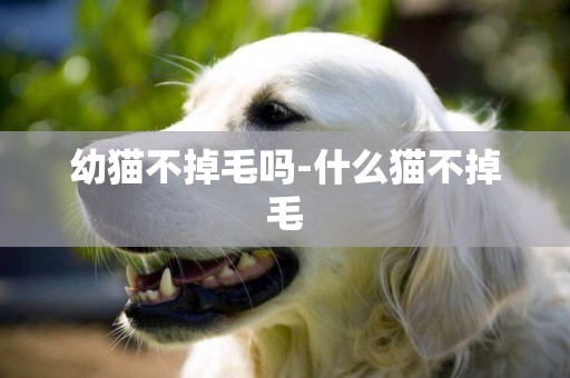 幼貓不掉毛嗎-什么貓不掉毛